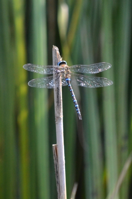 di stamattina da identificare - Aeshna mixta